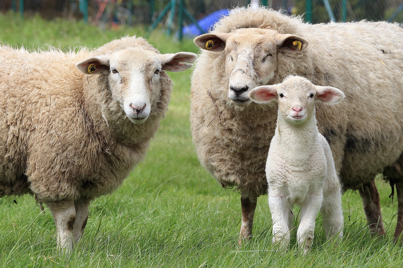 sheep lamb animals free photo