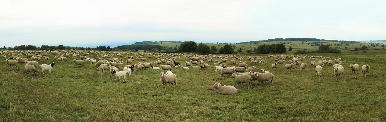 sheep goats flock free photo