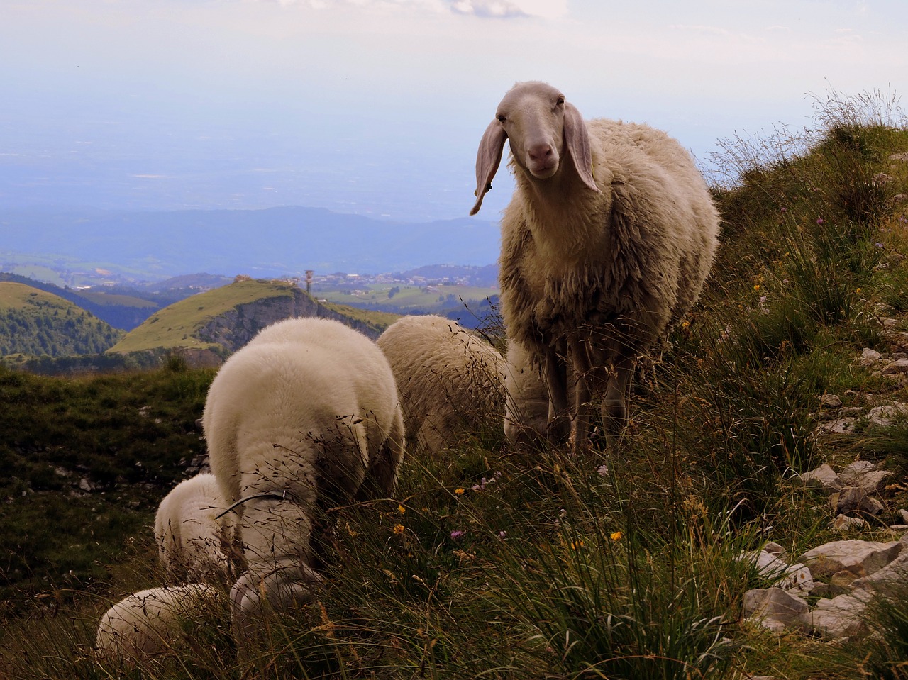 sheep flock animal free photo