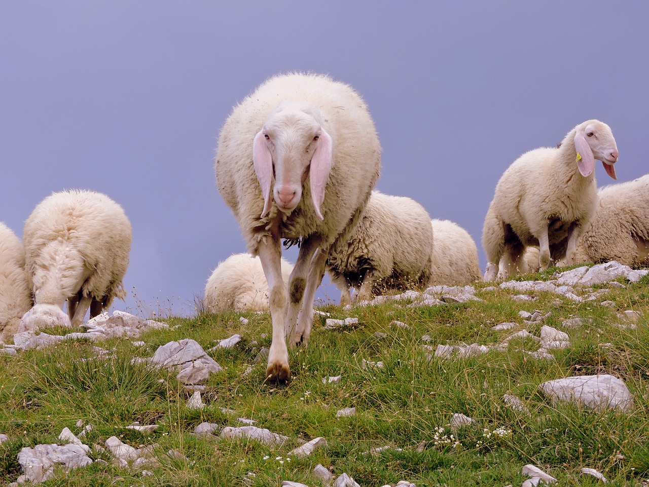 sheep flock animal free photo