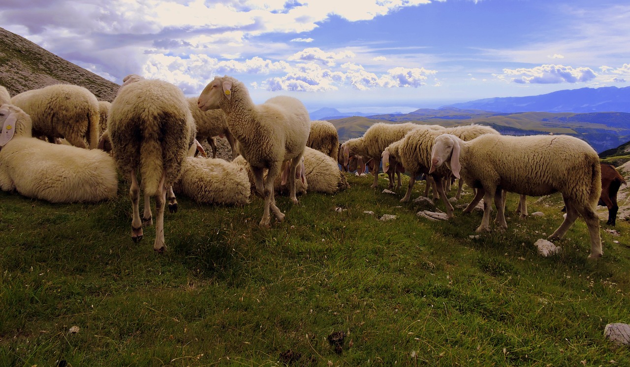 sheep flock landscape free photo