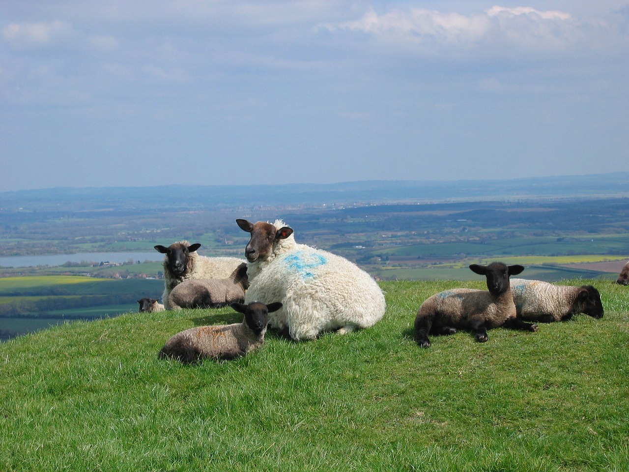 sheep lambs spring free photo