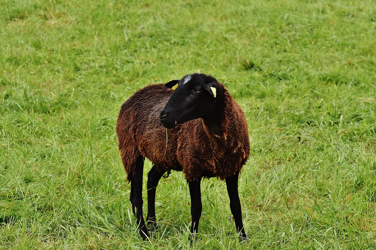 sheep animal meadow free photo