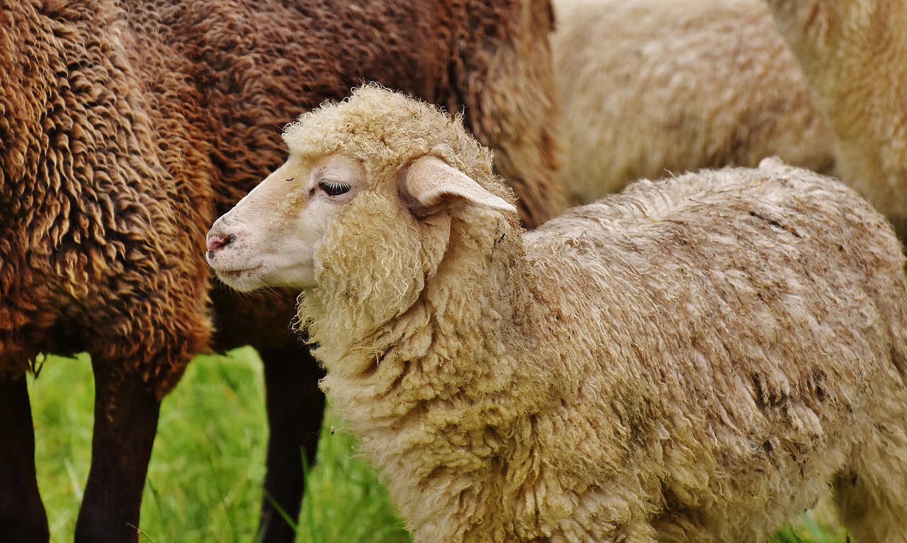 sheep animal meadow free photo