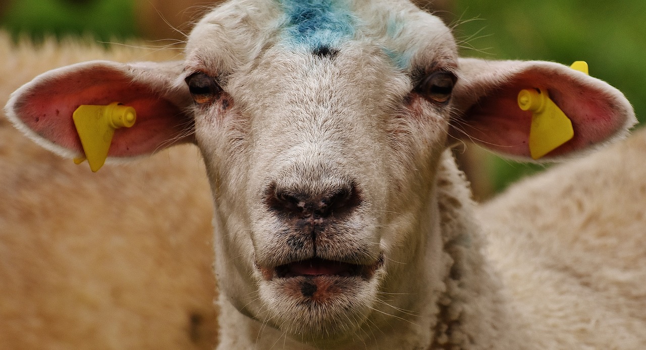 sheep animal meadow free photo