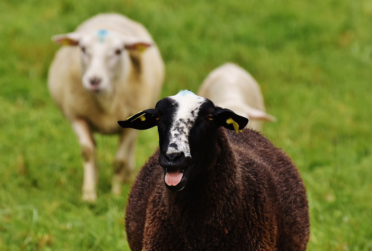 sheep animal meadow free photo