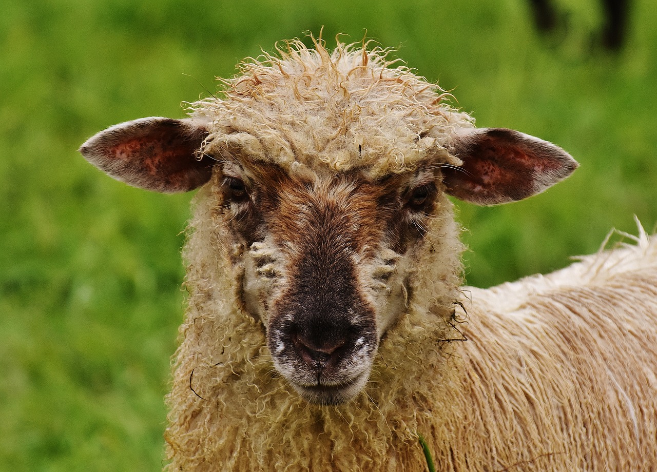 sheep animal meadow free photo