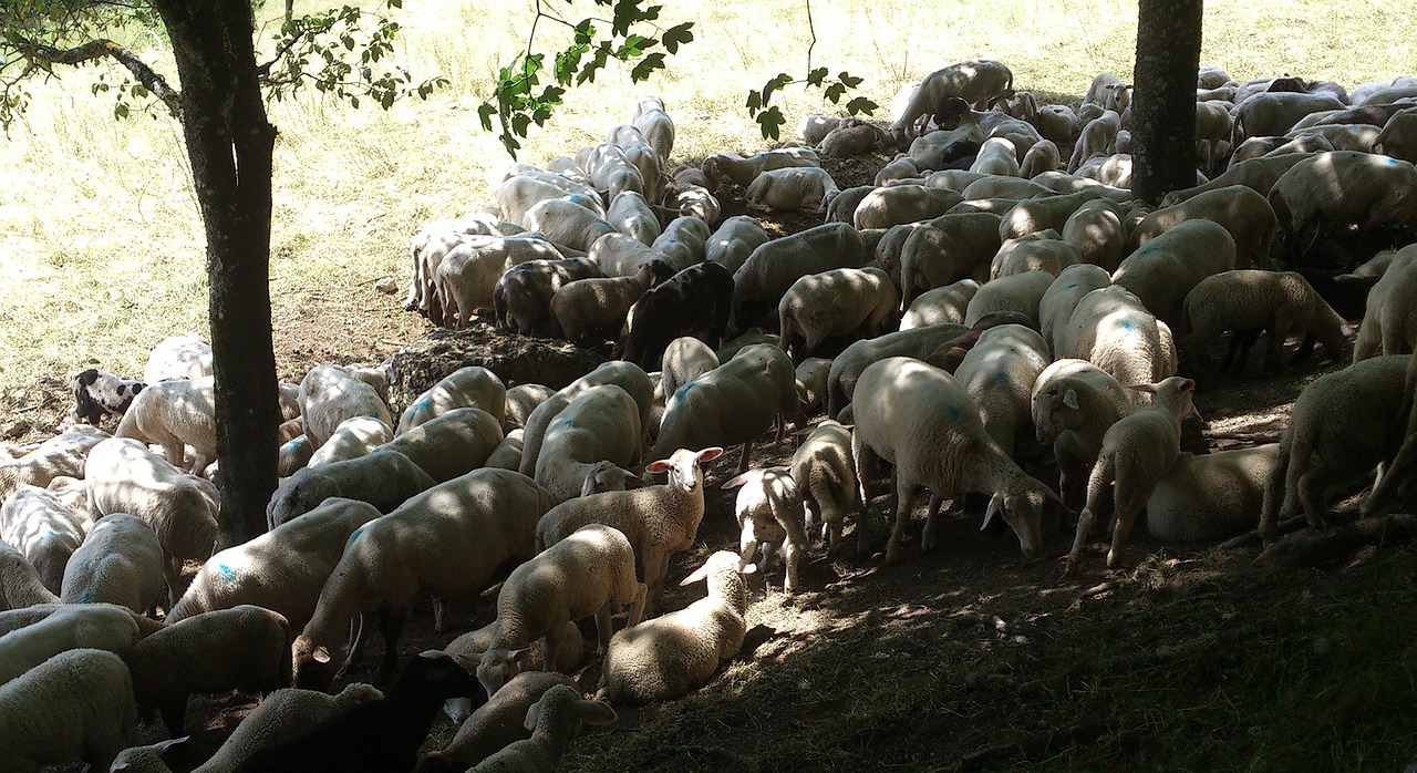 sheep light lunch free photo