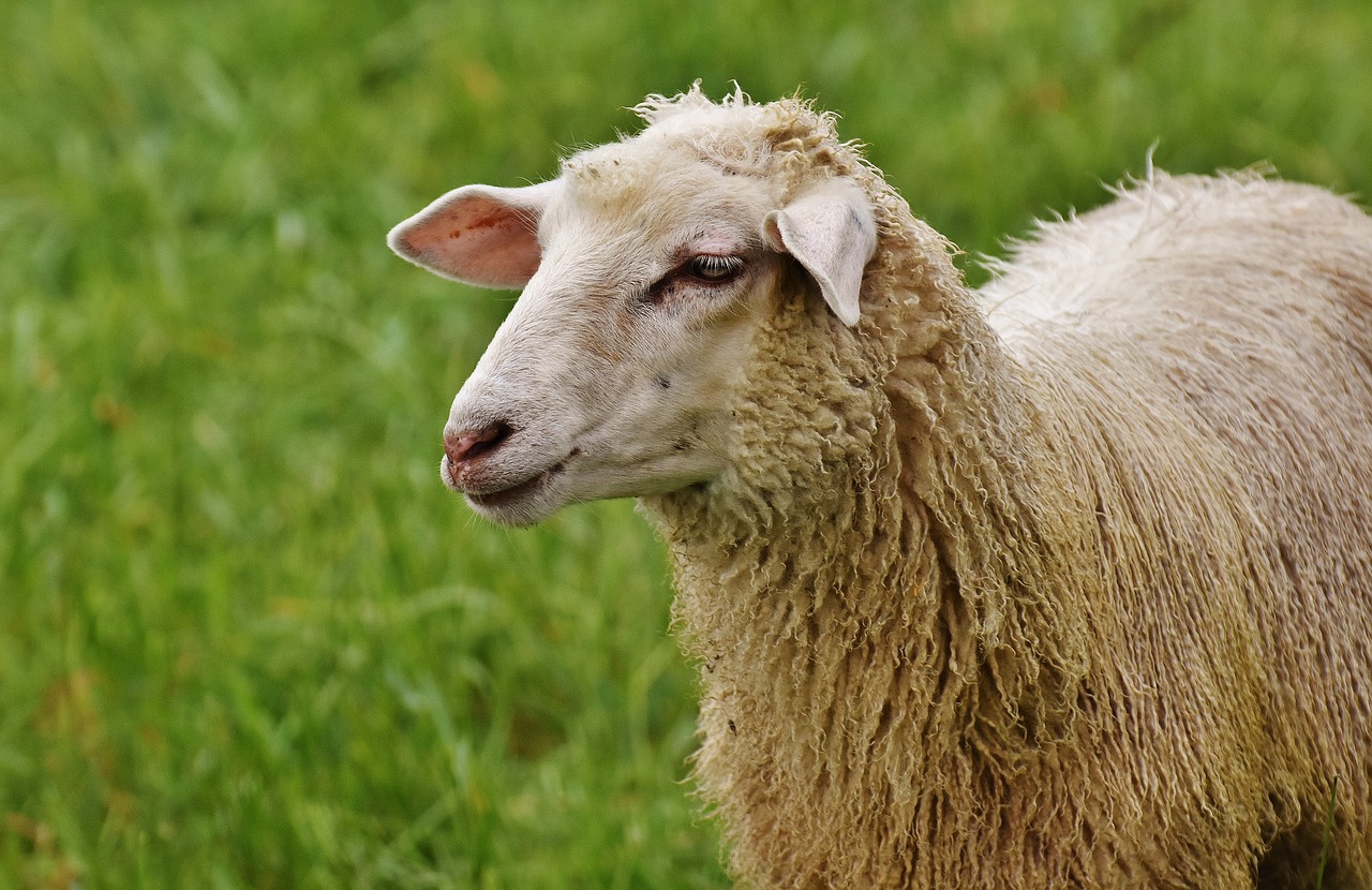 sheep animal meadow free photo