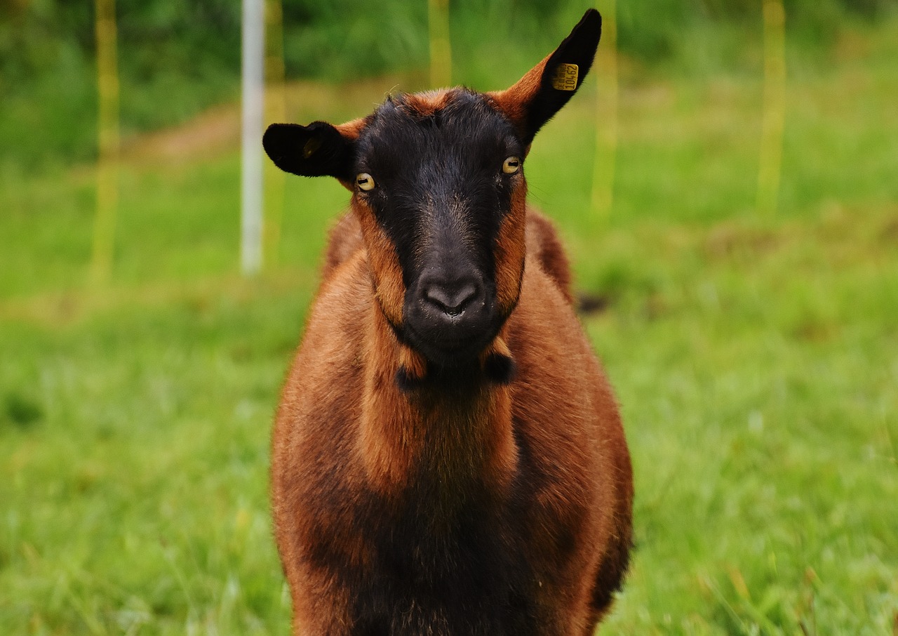 goat animal meadow free photo