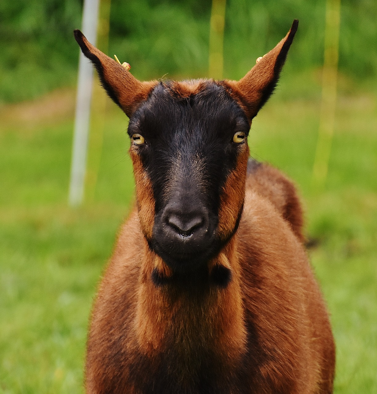 goat animal meadow free photo