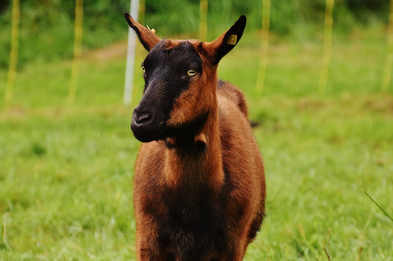 goat animal meadow free photo