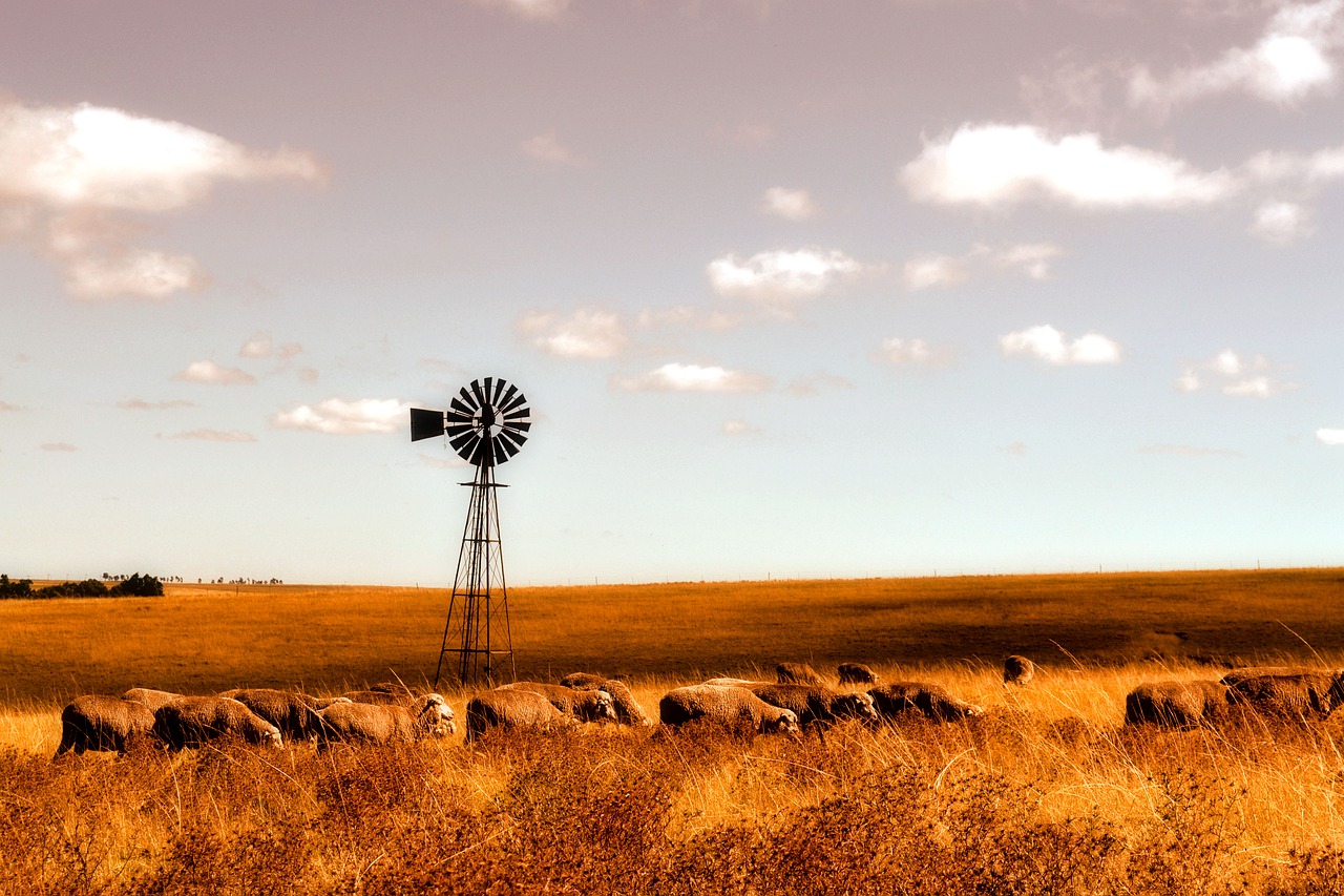 sheep farm windmill free photo