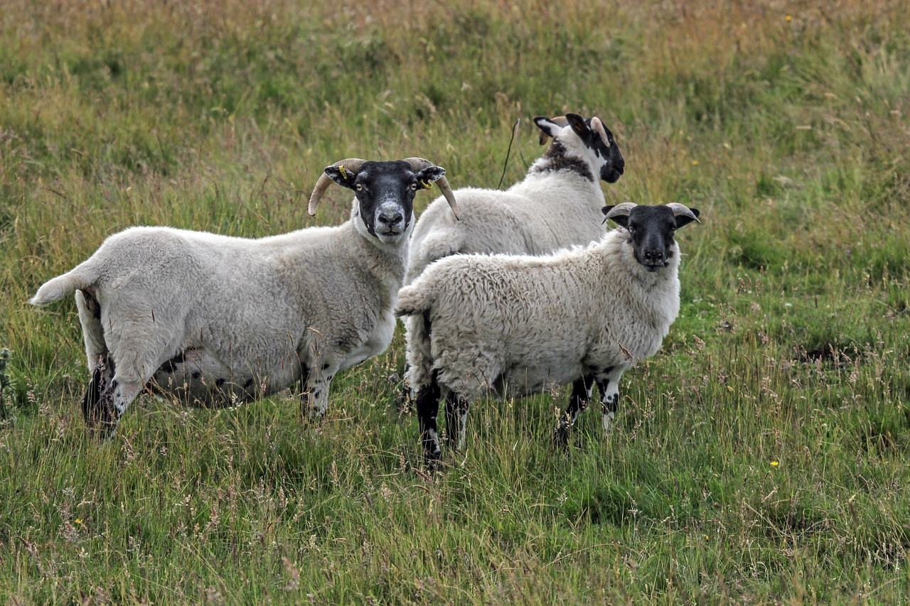 sheep highlands and islands scottish blackface free photo