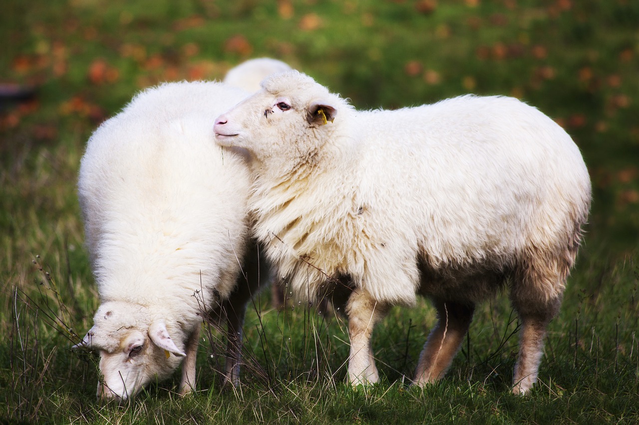 sheep home animals free photo