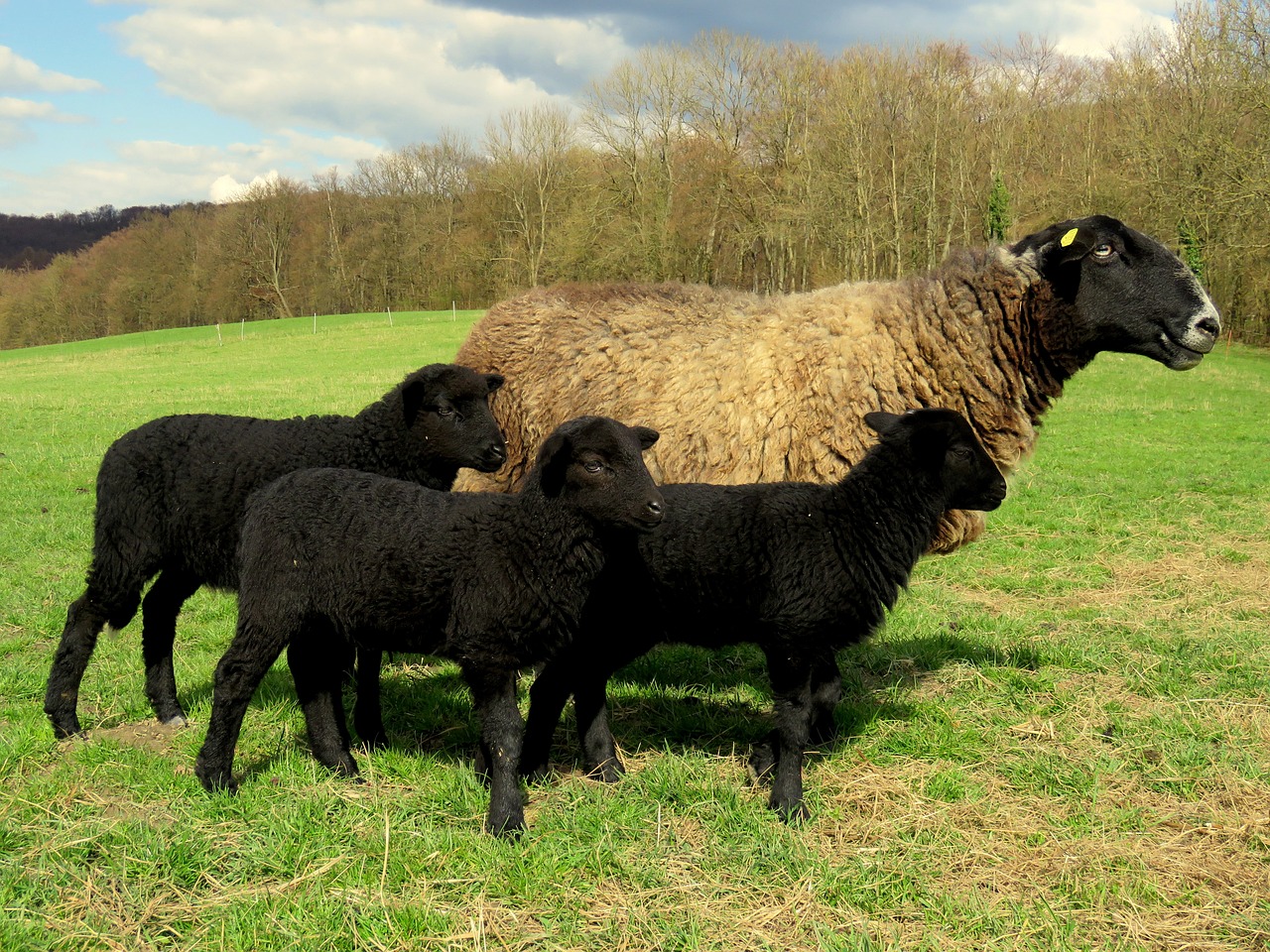 sheep mother lamb free photo