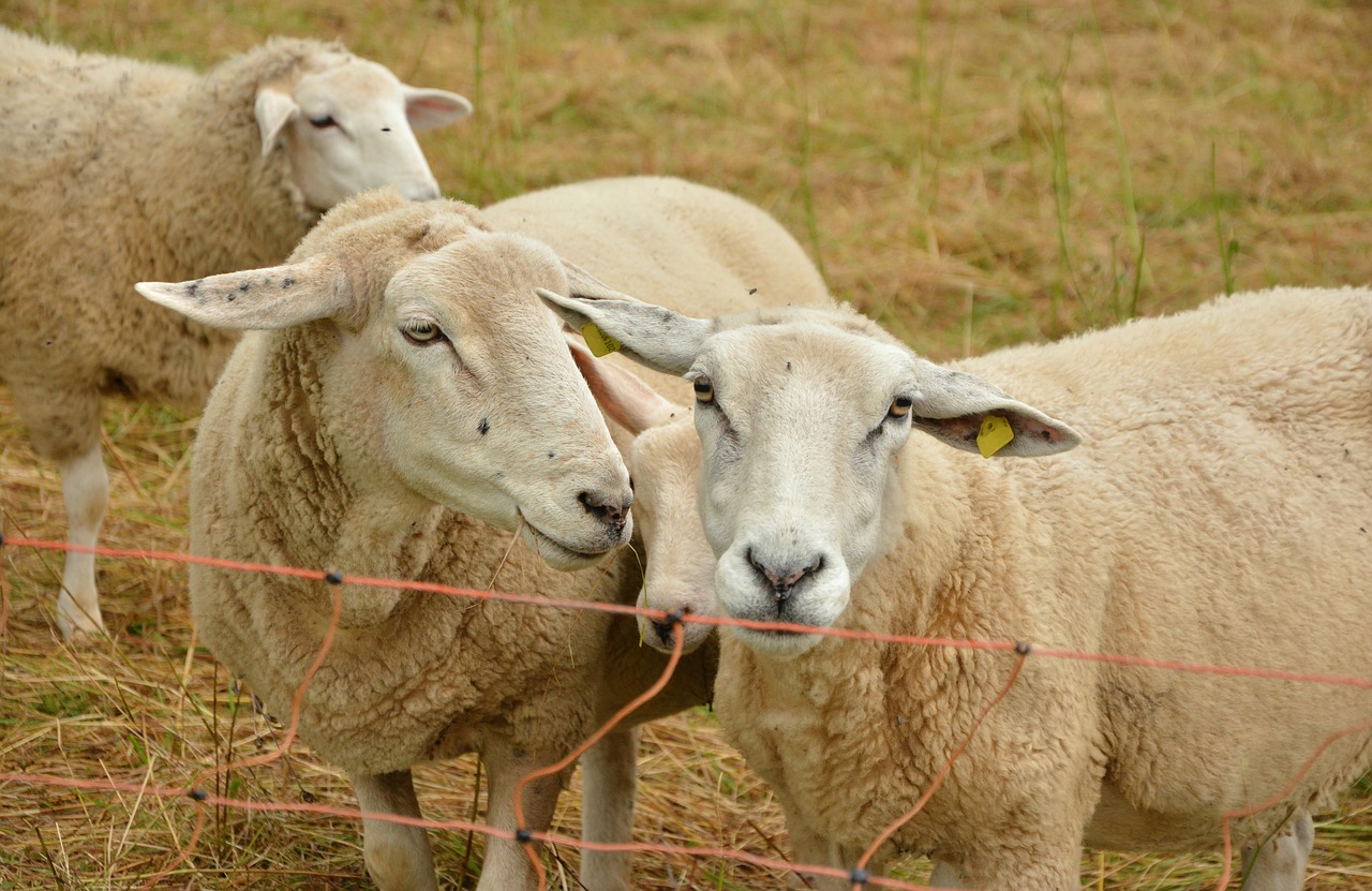 sheep pasture livestock free photo