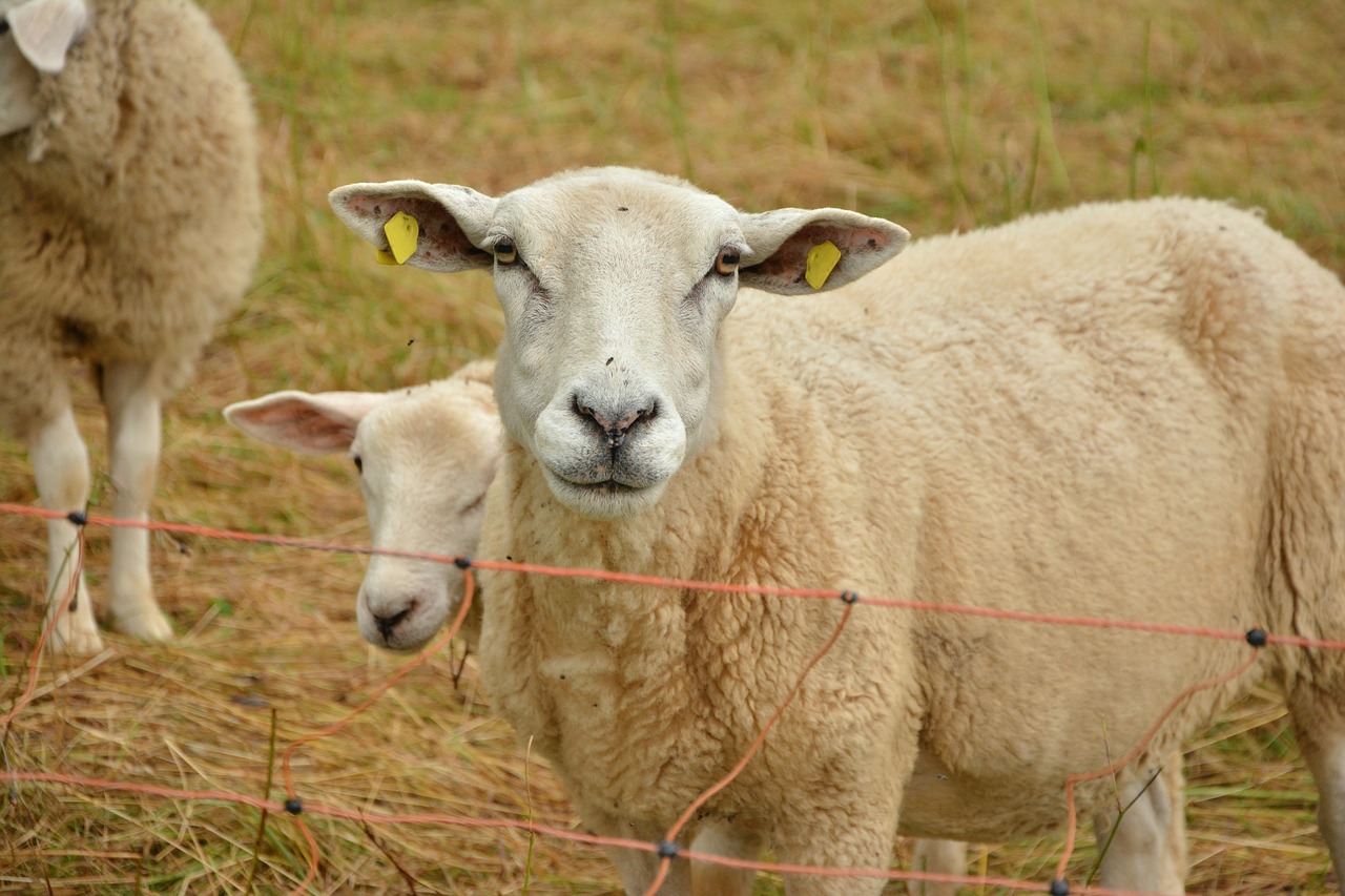 sheep pasture livestock free photo