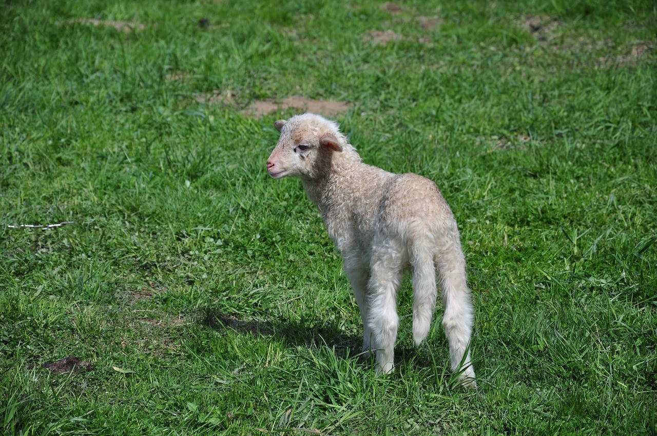 sheep small sheep animal free photo