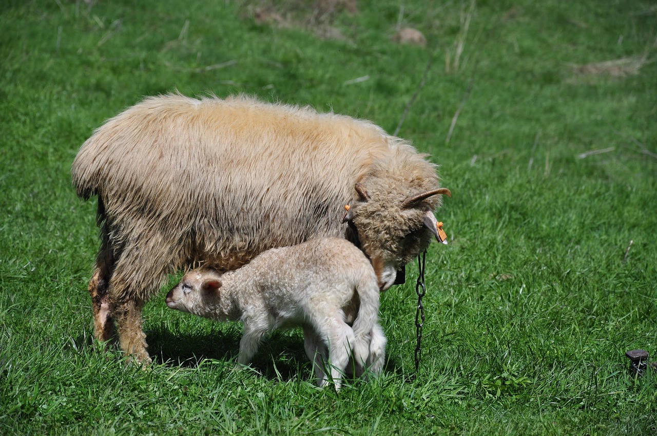 sheep small sheep animal free photo