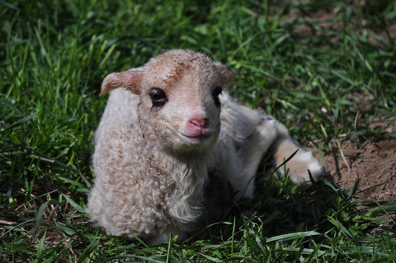 sheep small sheep animal free photo