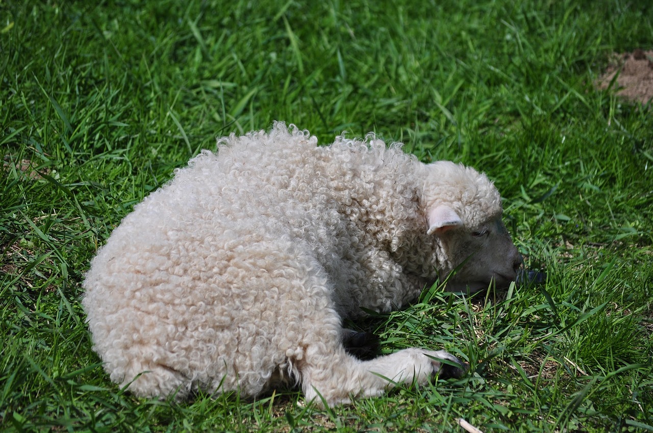 sheep small sheep animal free photo