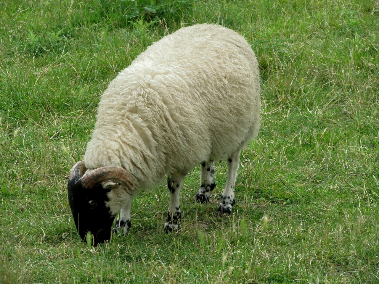 sheep animals farm free photo