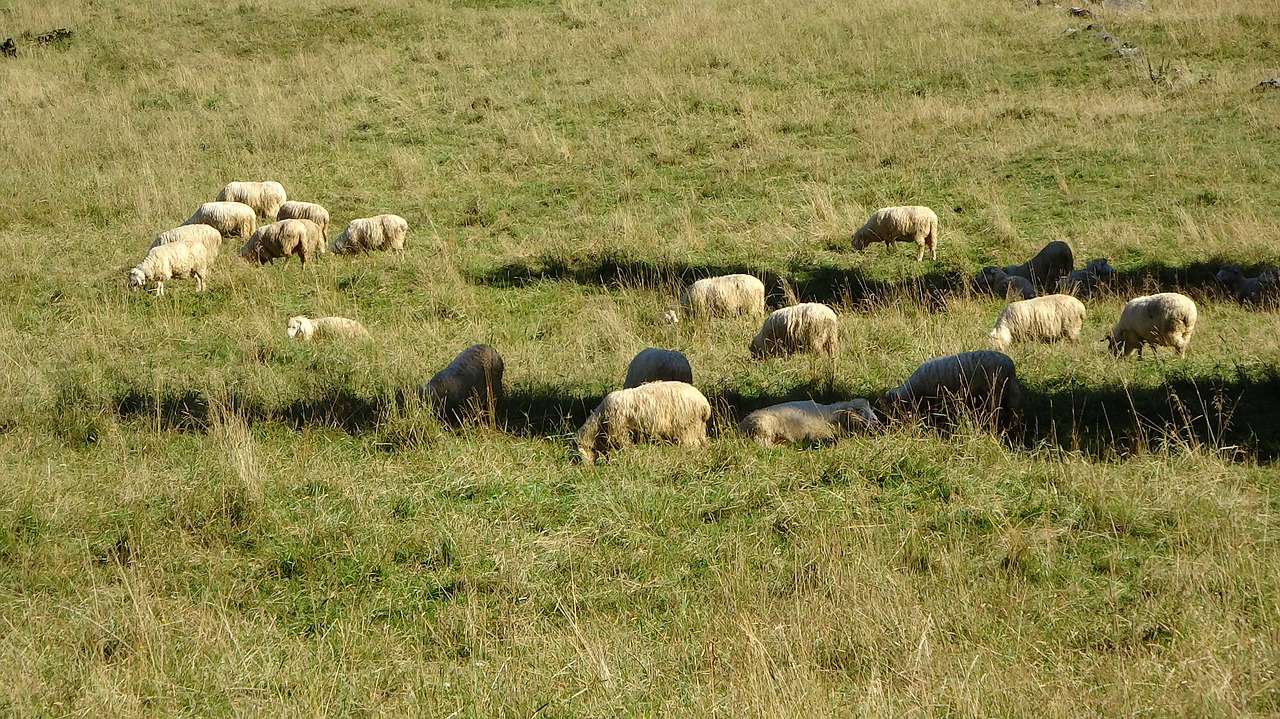 sheep animal pasture land free photo
