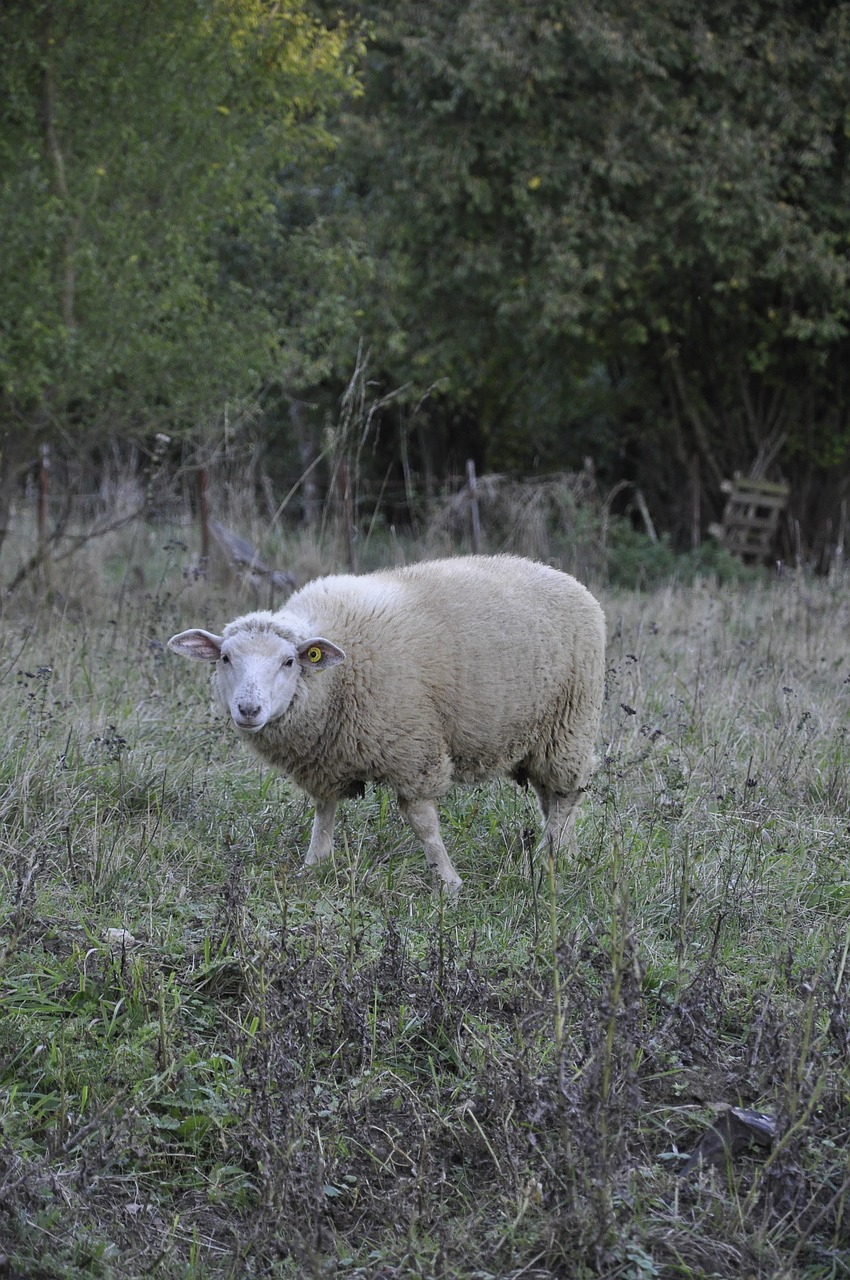 sheep nature animal free photo