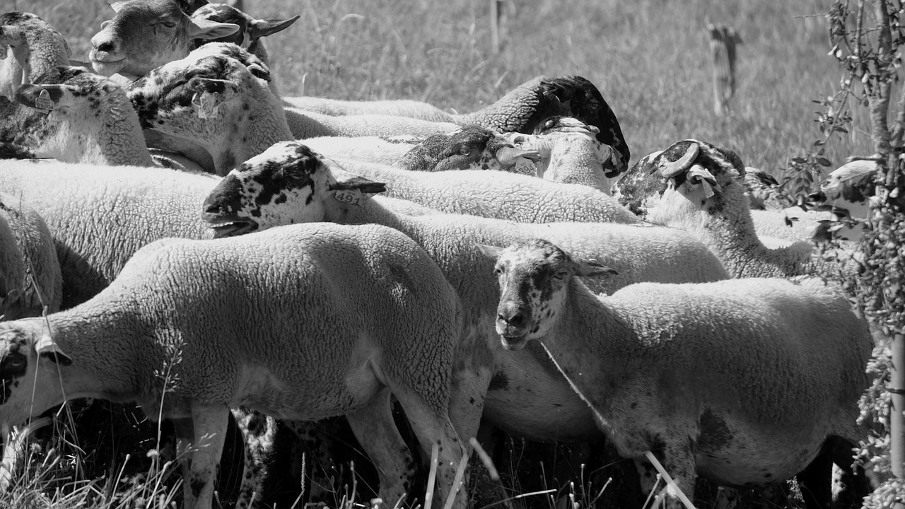 sheep flock livestock free photo