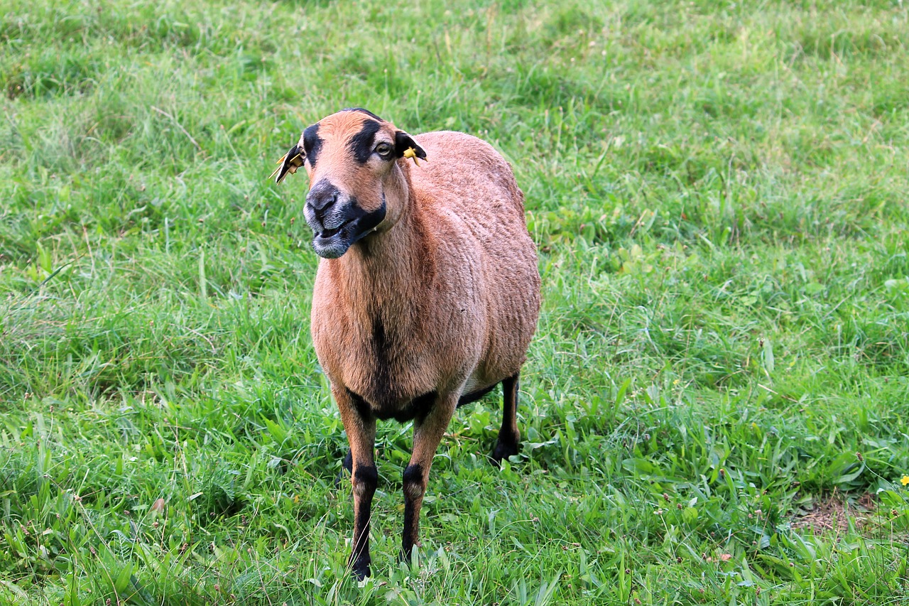 sheep meadow pasture free photo