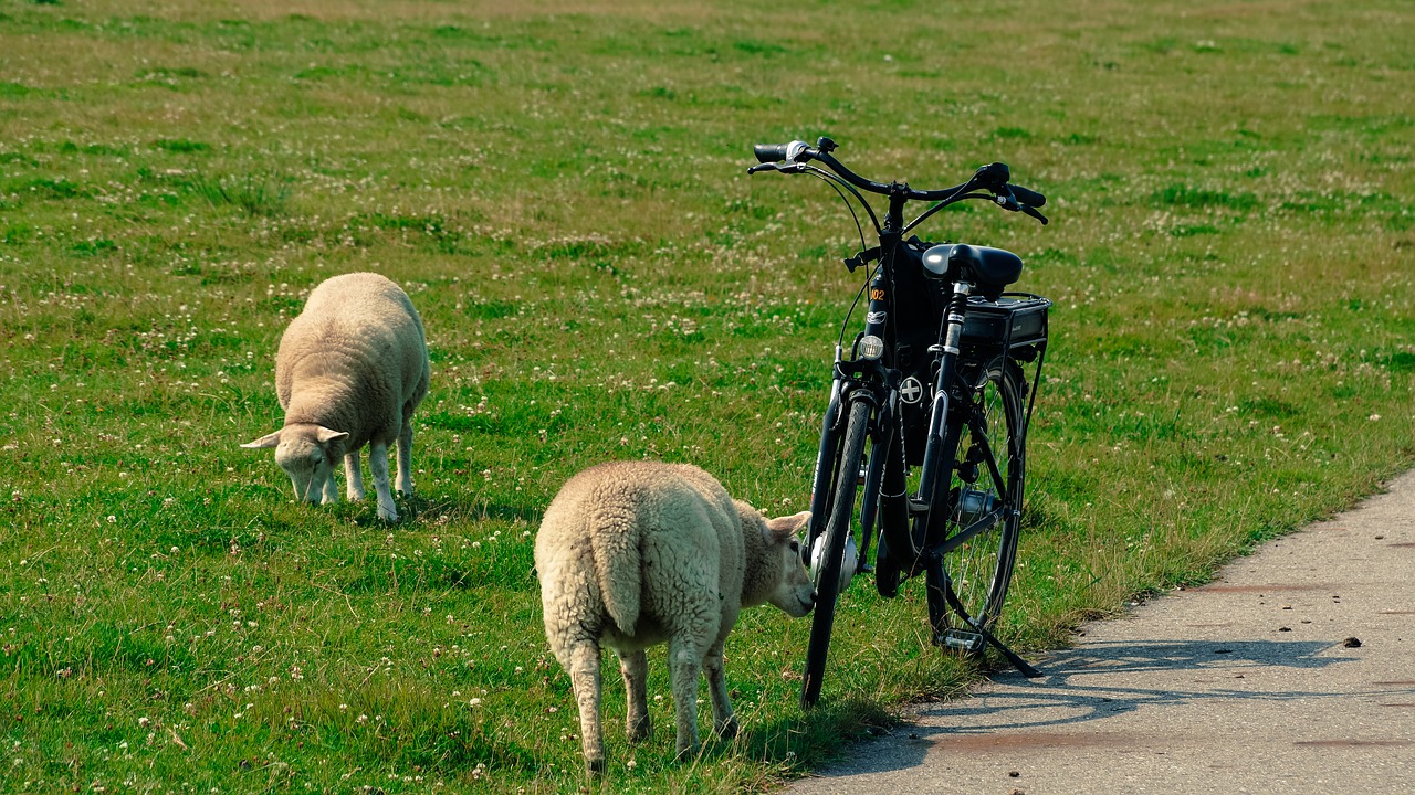 sheep bike curiosity free photo