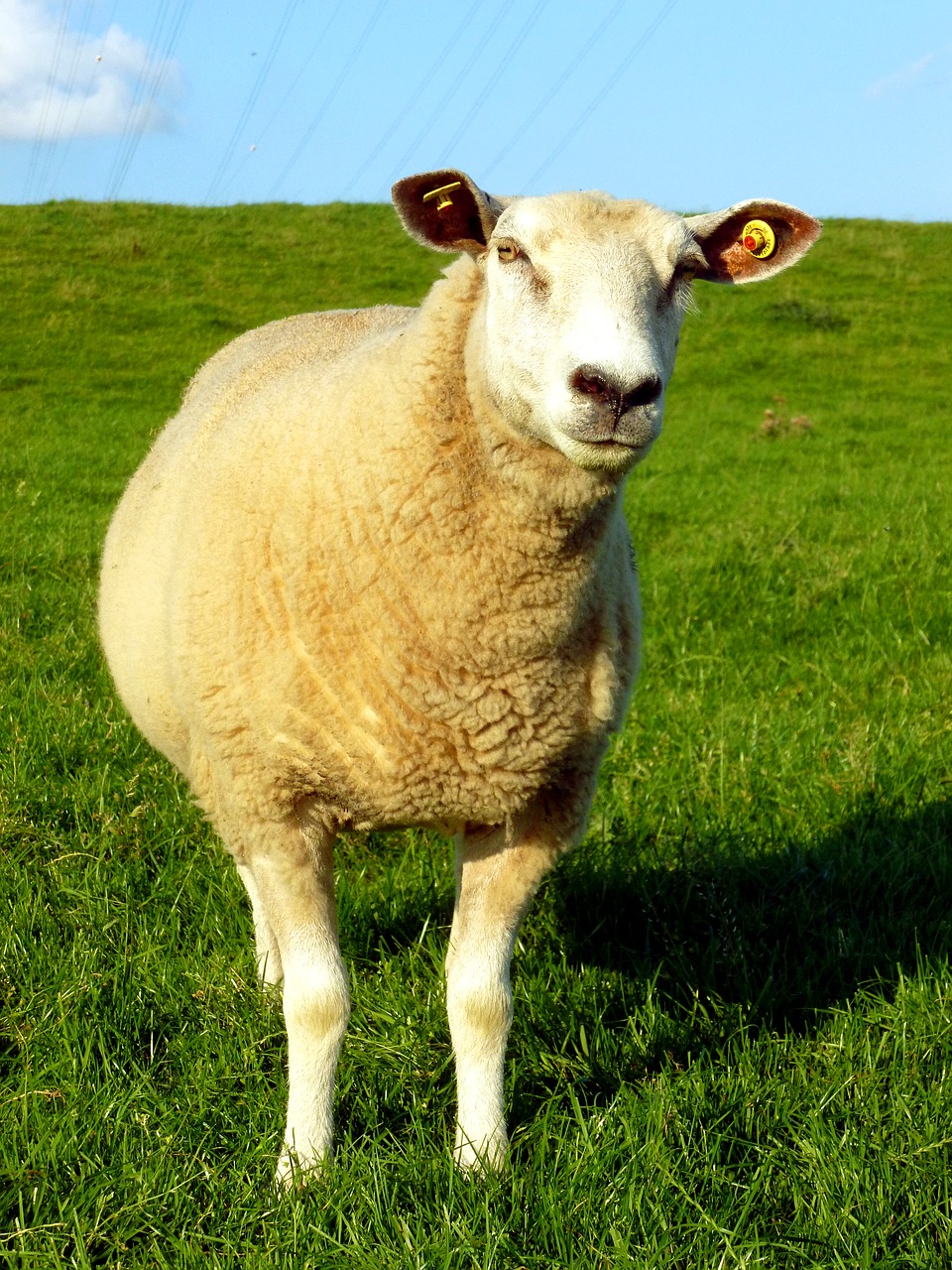 sheep livestock animal free photo