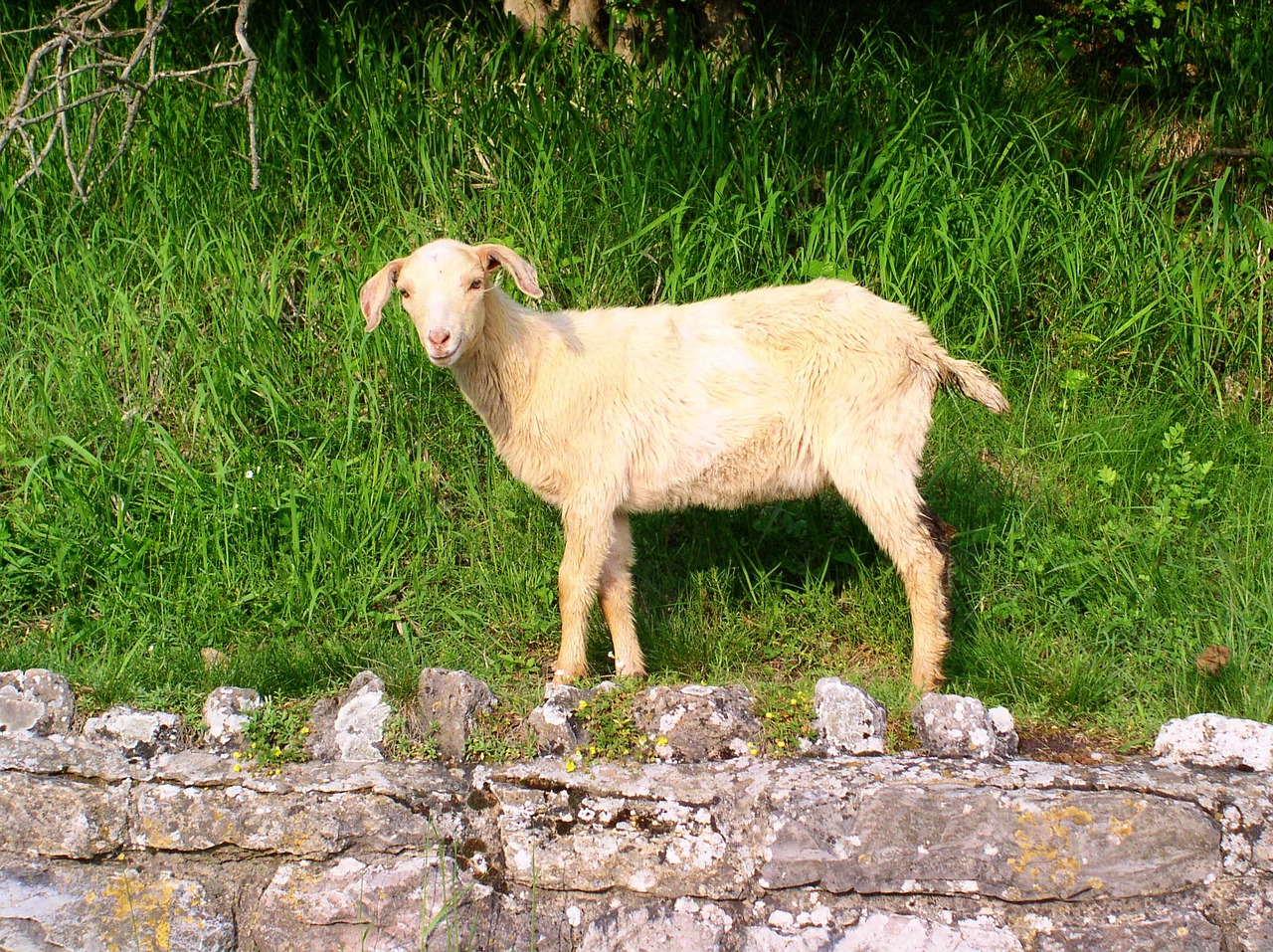 sheep animal pet free photo