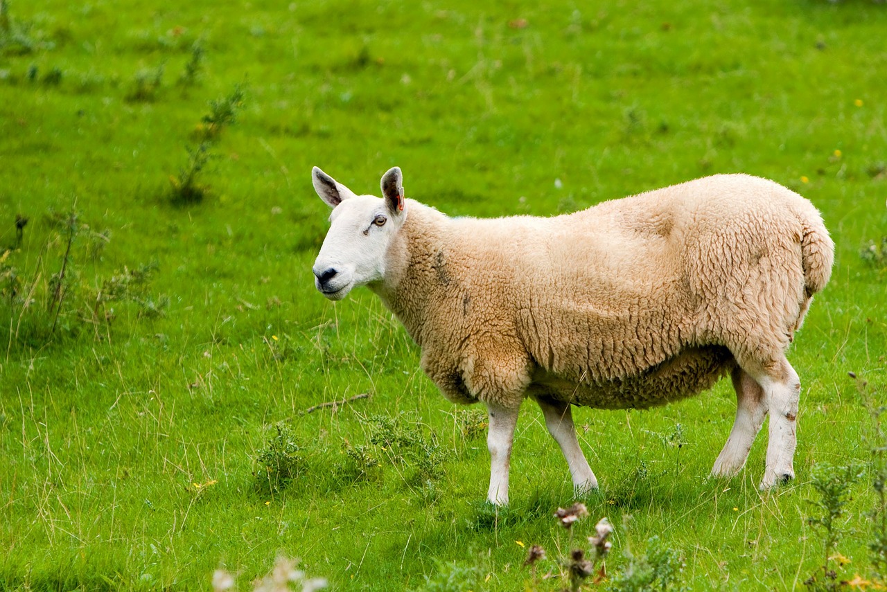 sheep animal farm free photo