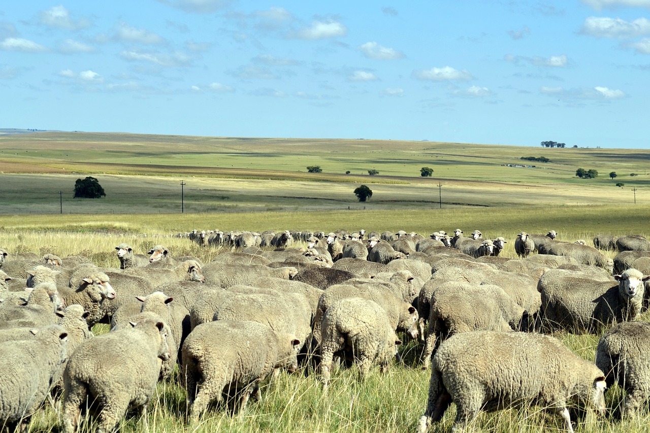 sheep countryside flock free photo