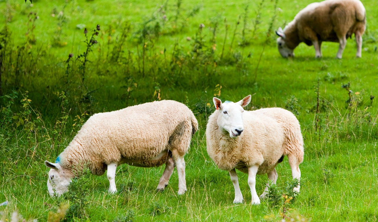 sheep two animal free photo