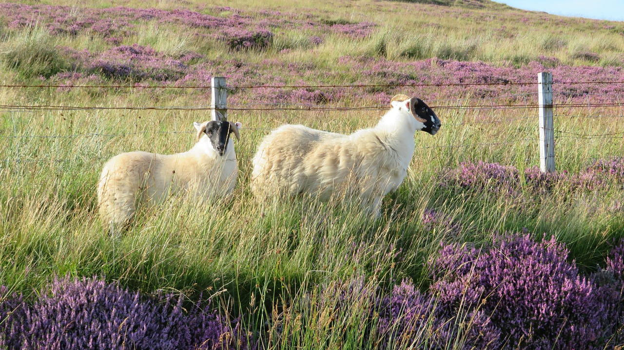 sheep meadow erika free photo