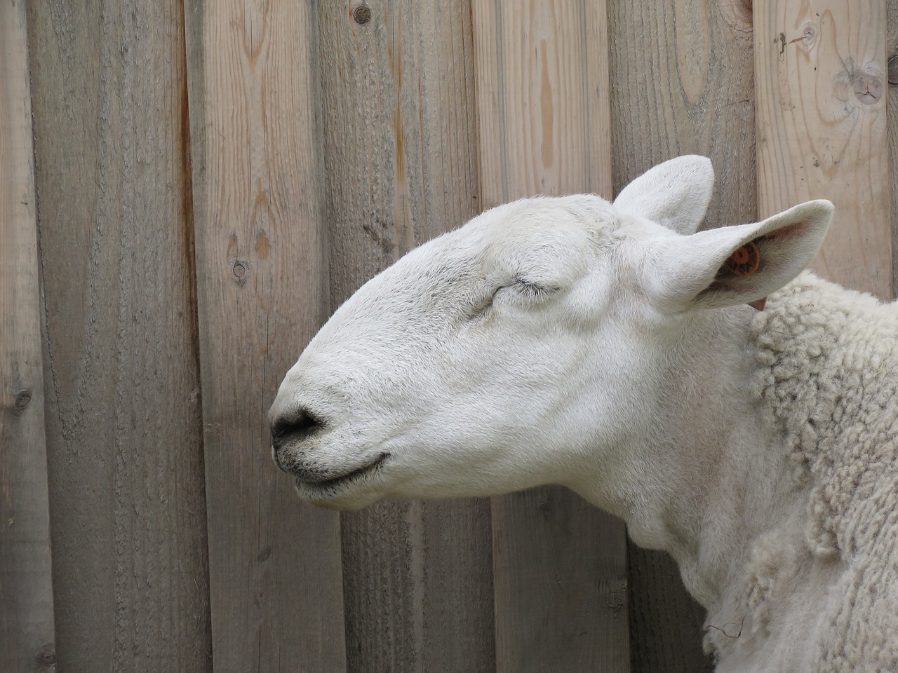 sheep ovis aries animal free photo