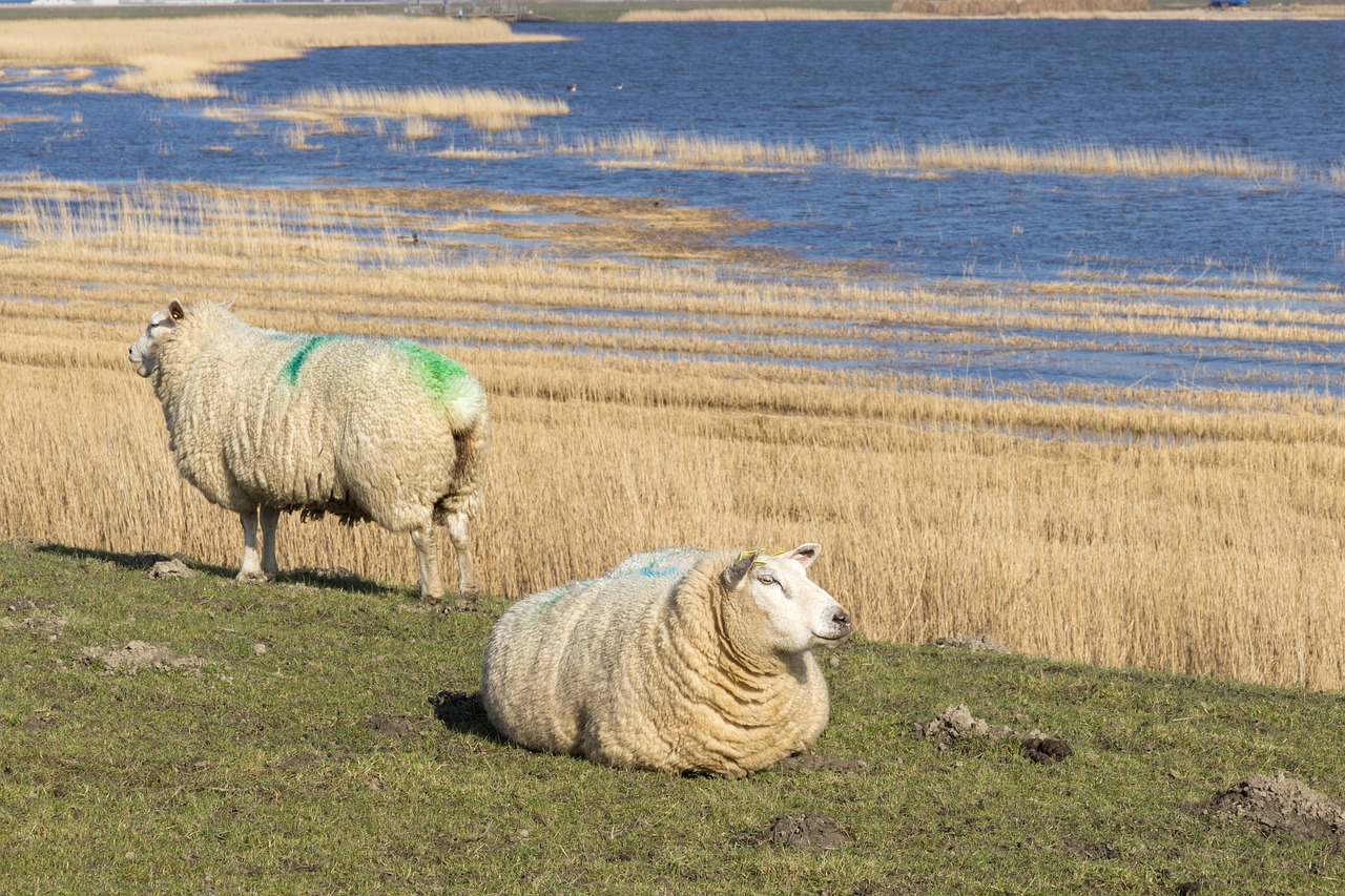 sheep meadow pasture free photo