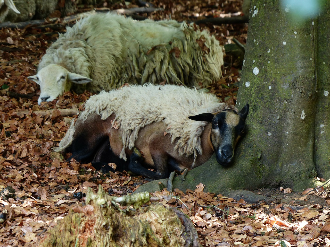 sheep concerns sleep free photo