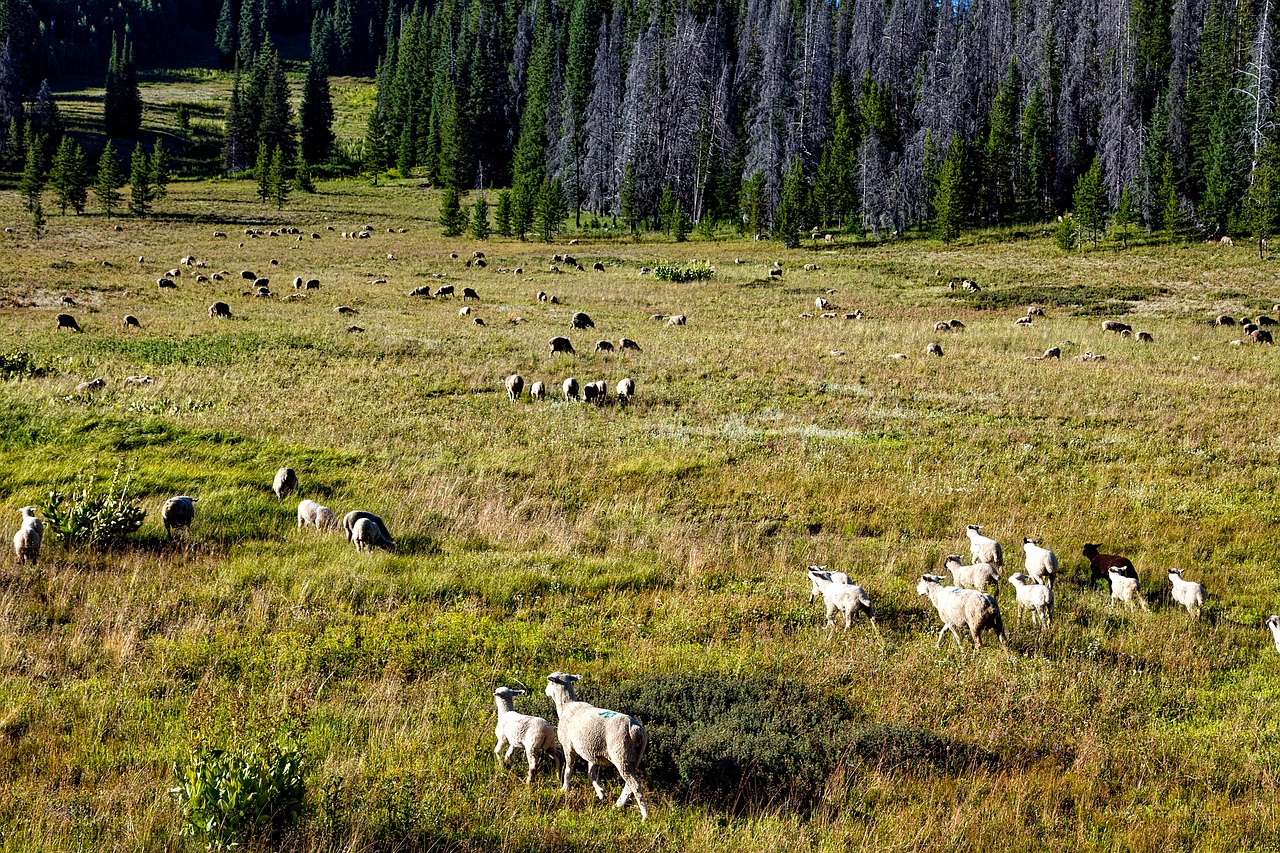 sheep animals herd free photo