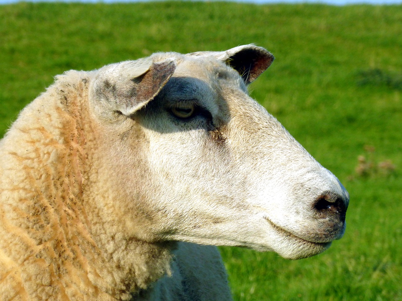 sheep animal wool free photo