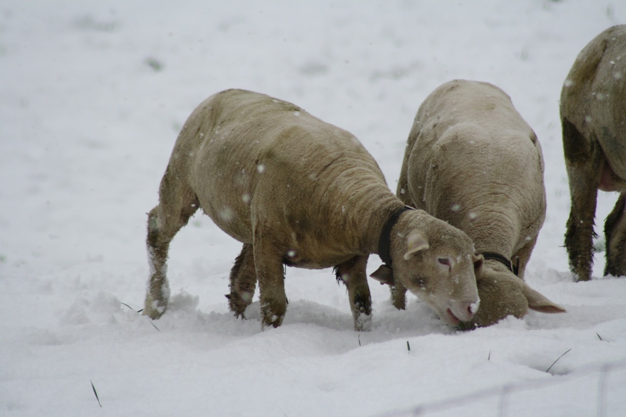 sheep winter snow free photo