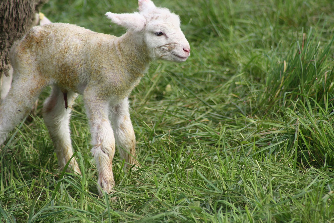 sheep birth lamb free photo