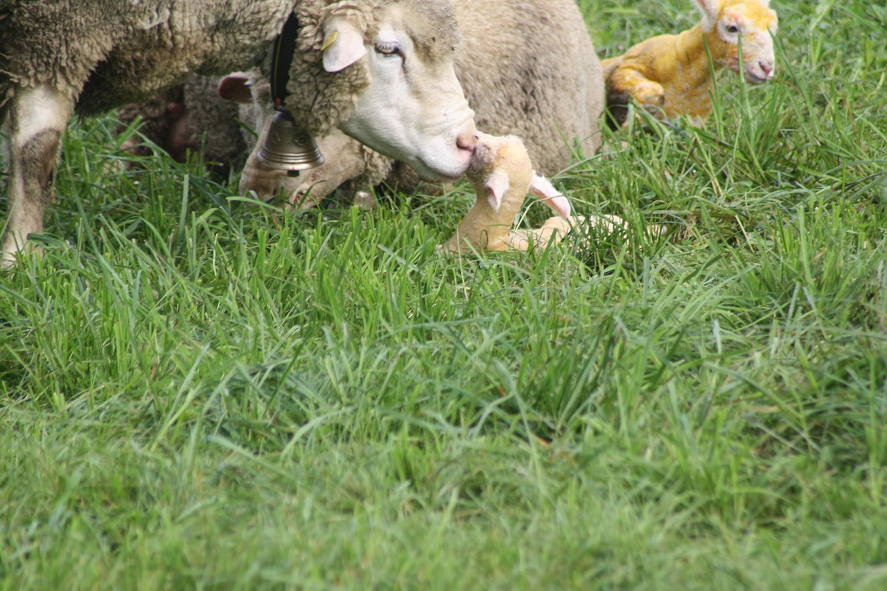 sheep birth lamb free photo