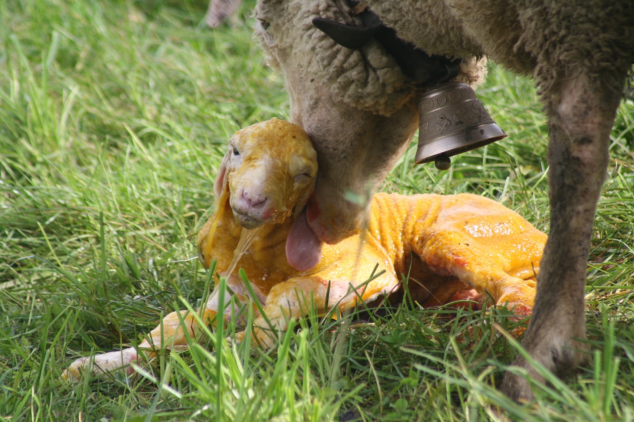 lamb presentation at birth