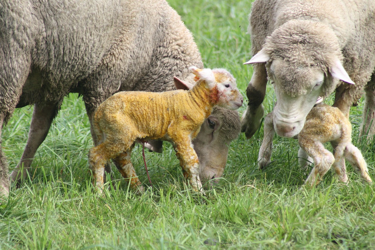 sheep birth lamb free photo