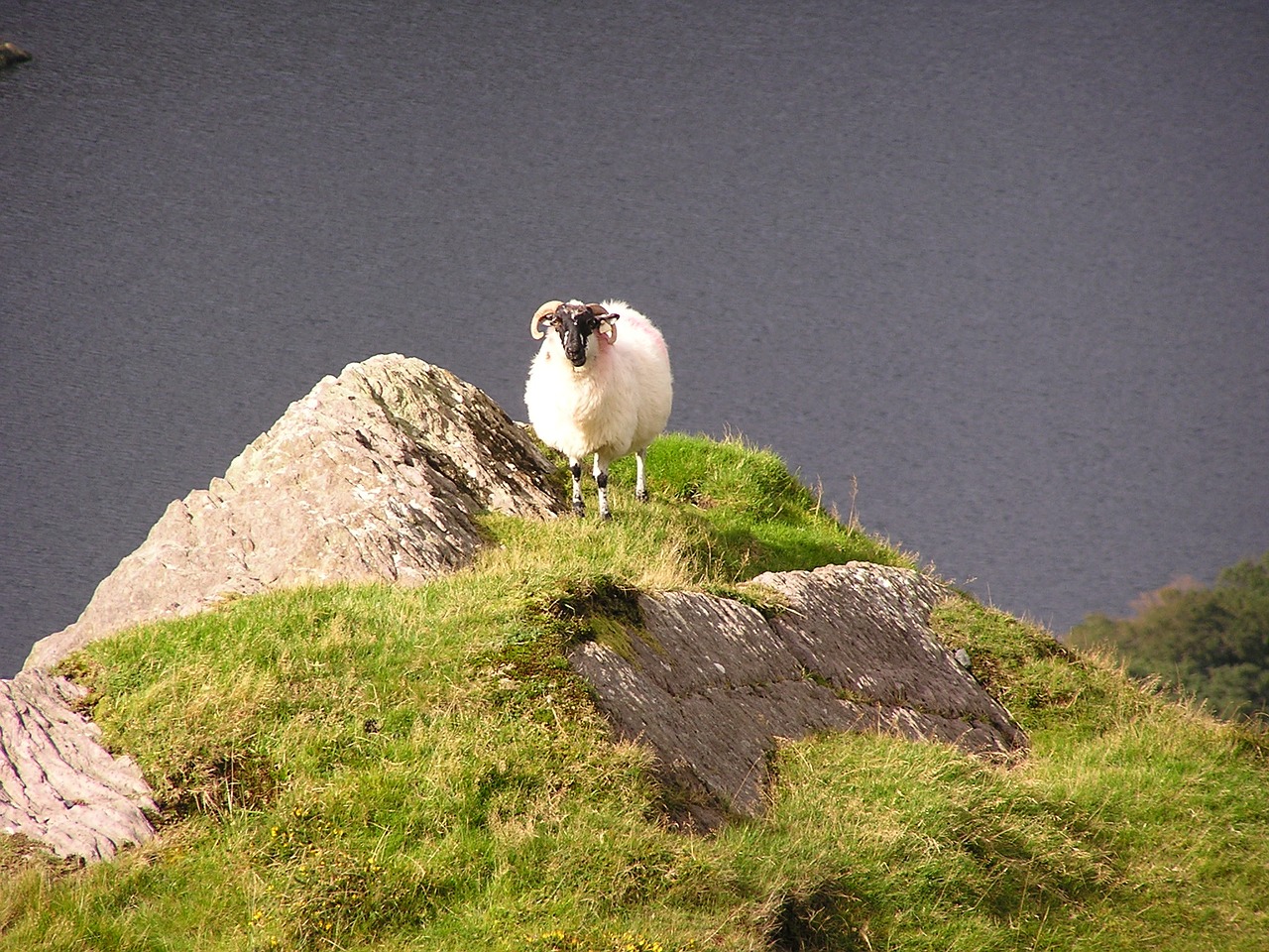 sheep mountain nature free photo