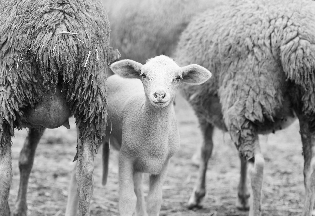 sheep lamb herd free photo